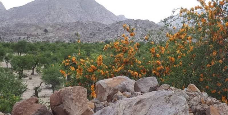 حفاظت همه‌جانبه از بزرگترین ذخیره‌گاه جنگلی انارشیطان خاورمیانه در جنوب کرمان